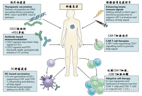 辅助性th1 Cd4 T细胞在肿瘤免疫治疗中的作用 知乎