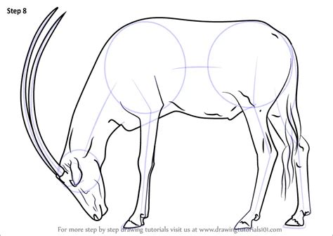 Learn How To Draw A Arabian Oryx Wild Animals Step By Step Drawing