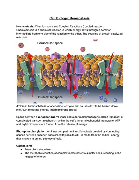 Cell Biology Homeostasis 2 Notes Cell Biology Homeostasis