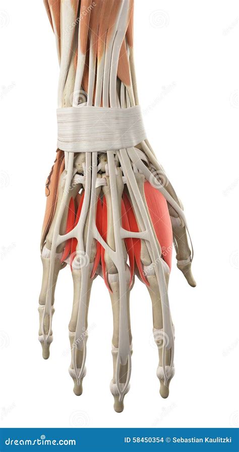 The Dorsal Interosseous Muscles Stock Illustration Image 58450354