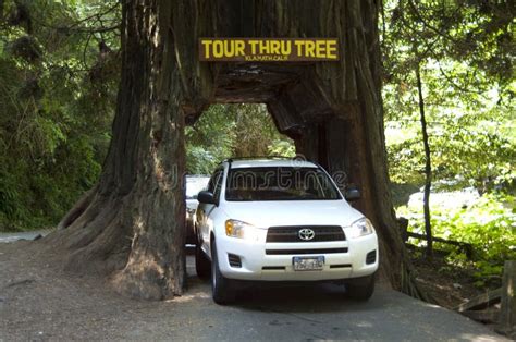 Visiting Redwood forest editorial photo. Image of park - 79273116