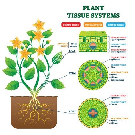 Stem Cell Diagram Apendicitis Madre Genome Limited Sanger