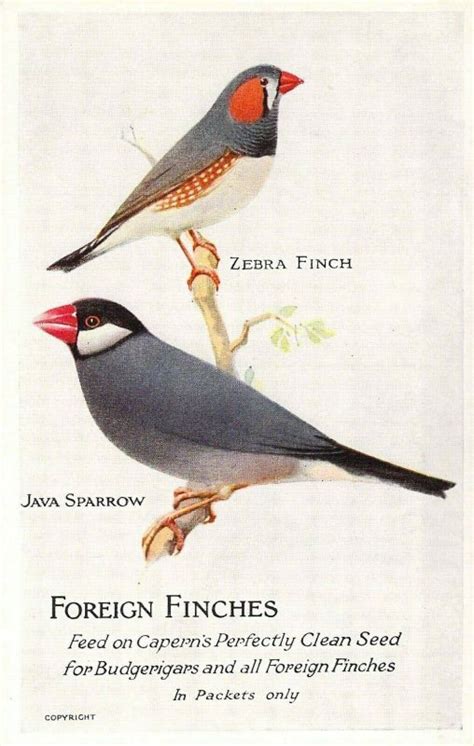 Beautiful Advert Caperns Bird Foods Zebra Finch Java Sparrow Old