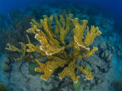 Mature Elkhorn Coral Acropora Palmata In Bonaire Caribbean