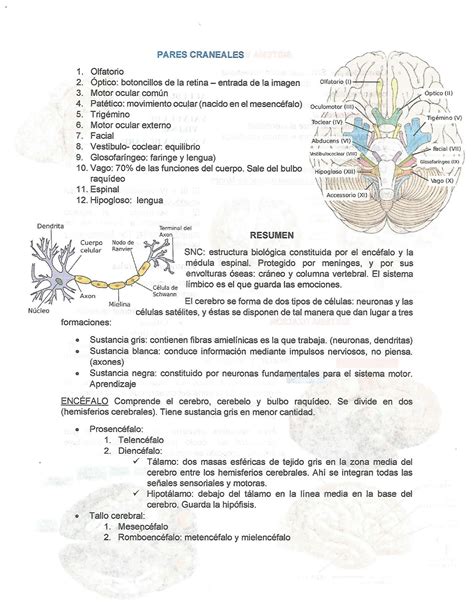 Solution Anatomia Humana Odontologia Sistema Nervioso Studypool