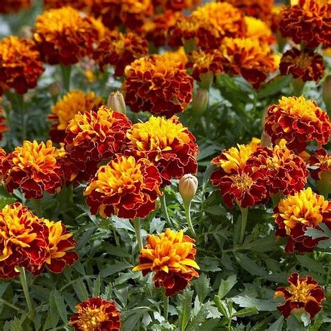 Marigold Seeds French Marigold Flame Flower Seed