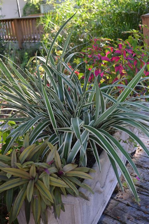 Danellia And Rhoeo Oyster Plant Houseplants Plants Garden Club