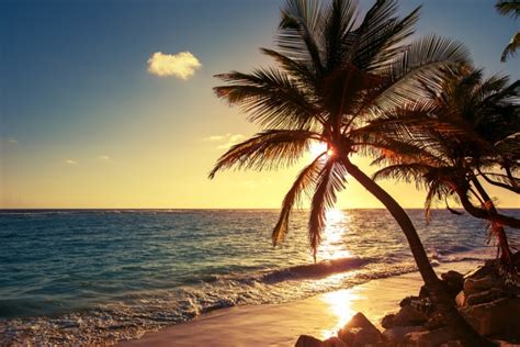 Palm Tree Caribbean Beach Wallpaper Wall Mural