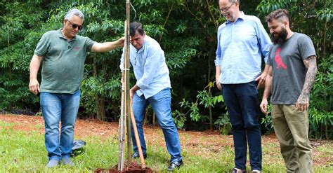 100 mil árvores plantadas em Londrina Paçoca Cebola