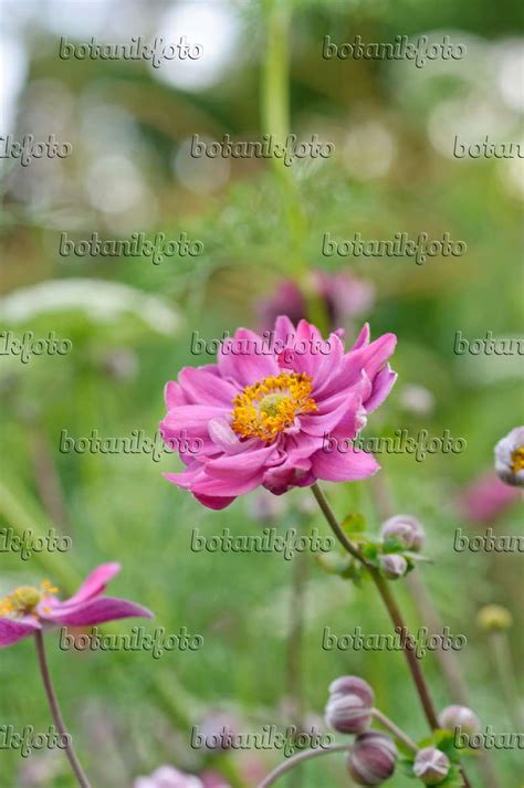 Images Anemone Hupehensis Var Japonica Pamina Images De Plantes Et