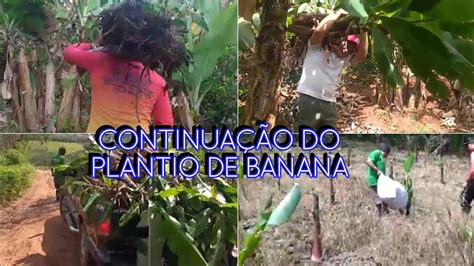 Plantando Mudas De Banana Nanica Youtube