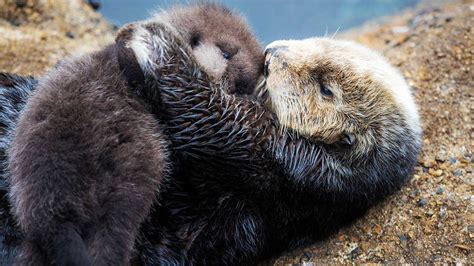 Photos Wild Sea Otters Give Birth In Monterey Tide Pool