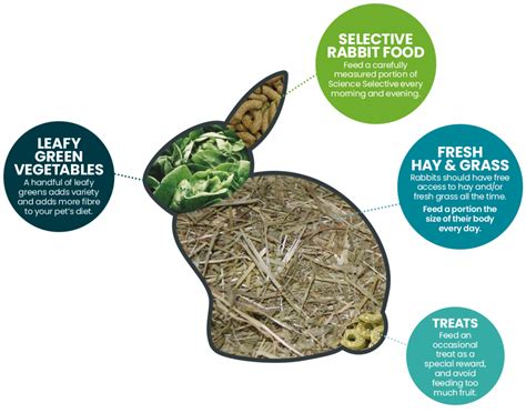 How Much To Feed My Rabbit An Individual Approach To Portion Size