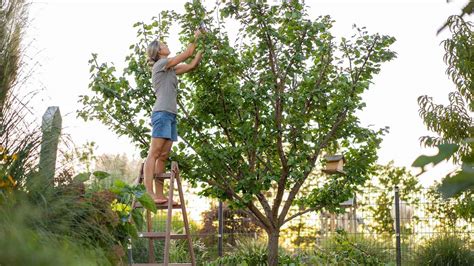 Seasonal Tree Care A Comprehensive Guide For Homeowners Designs Home