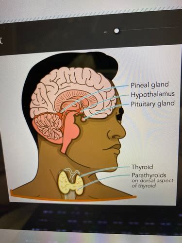 Endocrine System Flashcards Quizlet