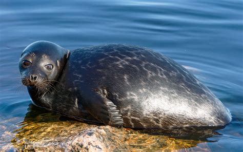 Ringed Seal - Species Profile, Photos & Facts - 101 Animals