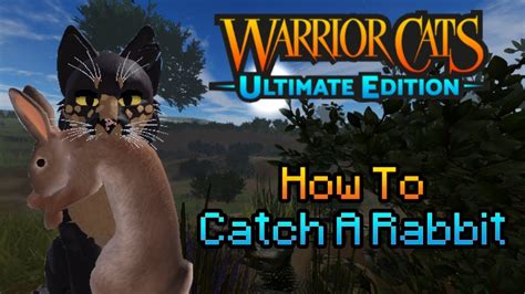 Wcue How To Catch A Rabbit Youtube