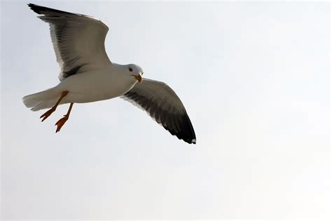 Möwe Flug Vogel Kostenloses Foto auf Pixabay Pixabay