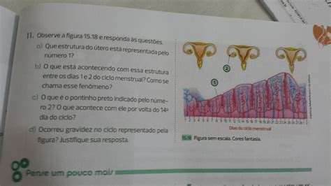 Que Estrutura Do útero Está Representada Pelo Número 1 Várias Estruturas