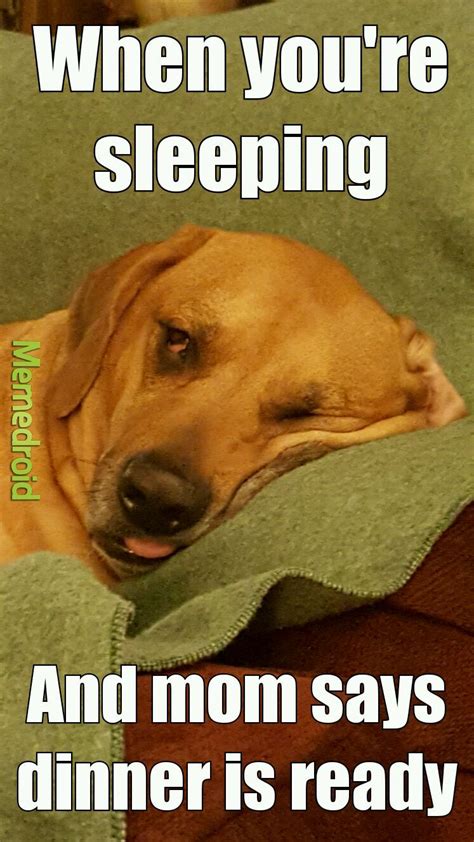 Funny Sleeping Dog Meme