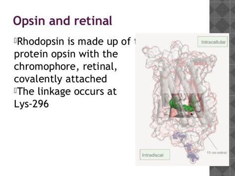 Rhodopsin cycle