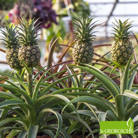 Ananas 'Candido' | Yougardener