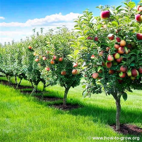 Expert Guide How To Grow Empire Apple Trees For A Thriving Orchard