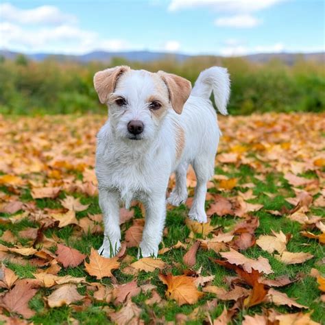Adopt John: A Dachshund-Pug Mix Full of Charm and Ready for Adventure! - Rocky Kanaka