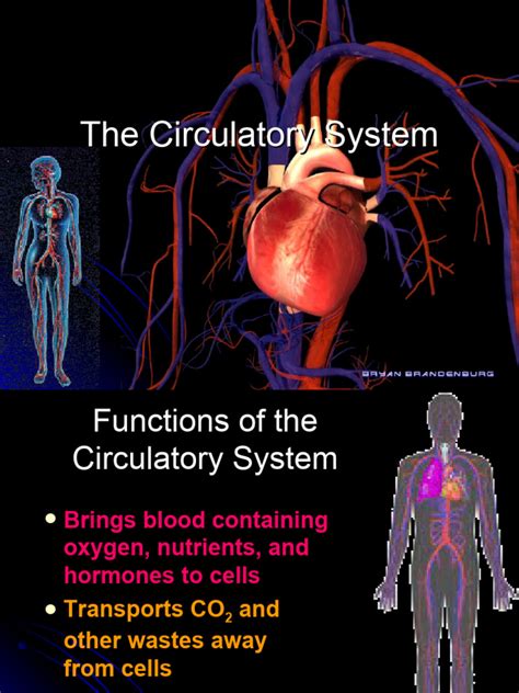 circulatory system    atrium heart heart