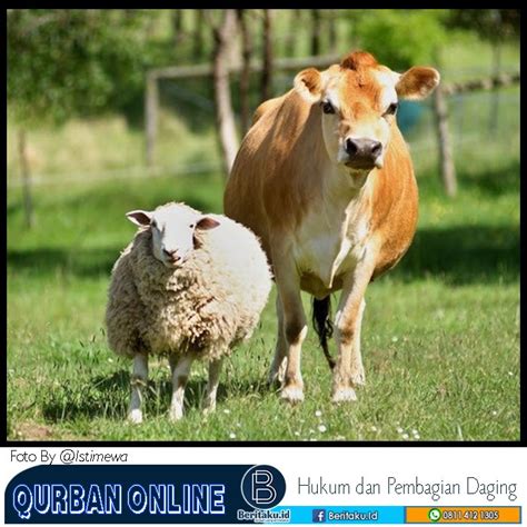 qurban  pembagian daging  bagaimana hukumnya beritaku