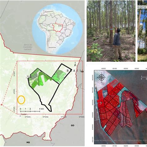 Relationship Between 2020 Lang Et Al 2022b Canopy Height Model Chm Download Scientific