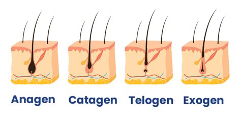 Hair Loss Concerns Baymed Hair St Petersburg Fl