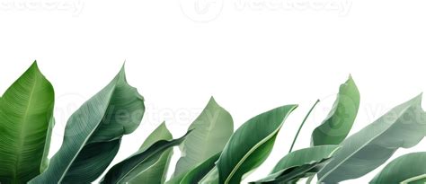 Group Of Banana Leaves In Row Isolated 27032782 Png