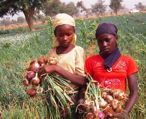 Preparing for large-scale land restoration across Africa’s Great Green Wall