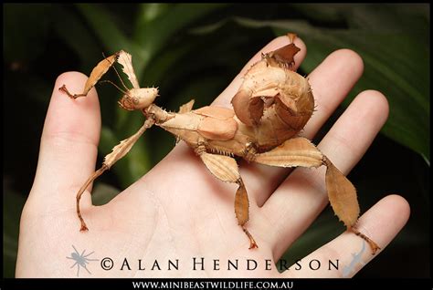 Spiny Leaf Insect Minibeast Wildlife