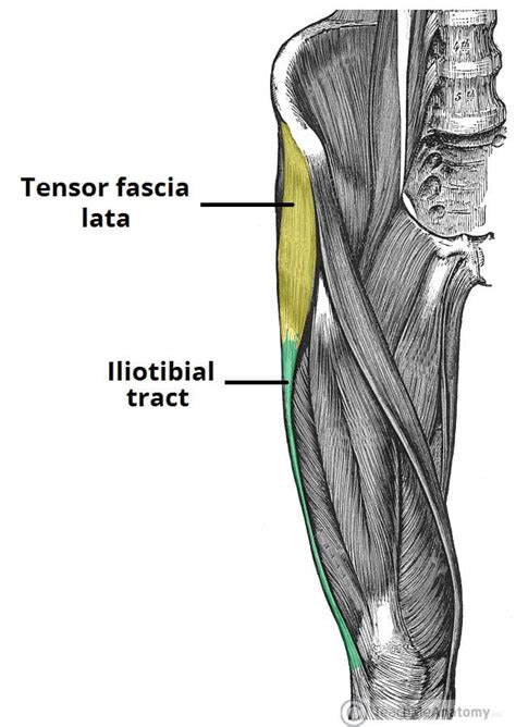 tensor fascia lata attachments actions teachmeanatomy