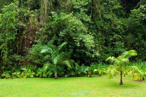 gambar pohon alam outdoor menanam jejak daun musim panas hijau