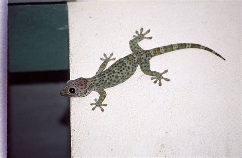 Geckos And Caves On Taklong Island Research Station May 1991