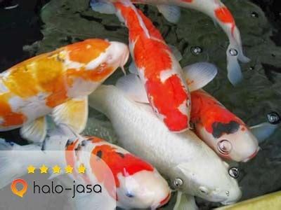 Untung Gede Peluang Usaha Terkini Bisnis Ikan Koi