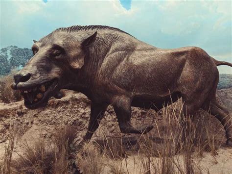 Энтелодонты (Entelodontidae): описание, особенности и места обитания ...