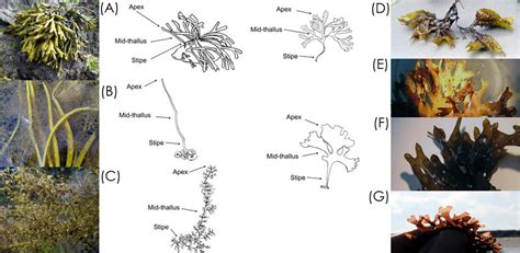 Photographs And Thallus Drawings Of Macroalgal Species Sampled At