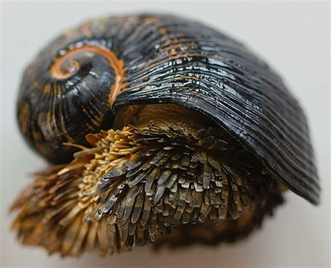 The Scaly Foot Snail Lives Near Mineral Rich Deep Sea Hydrothermal