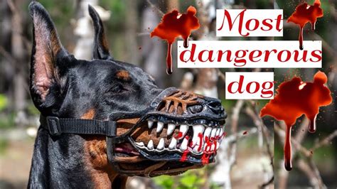 30 Most Dangerous Dog Breeds In The World Youtube