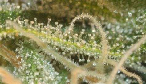 Sensi 11 Sensi Seeds Cannabis Strain Gallery