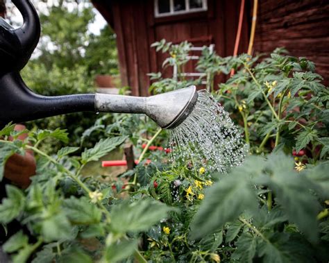 Watering Tomato Plants The Right Way Is The Key To Success Gardeningetc