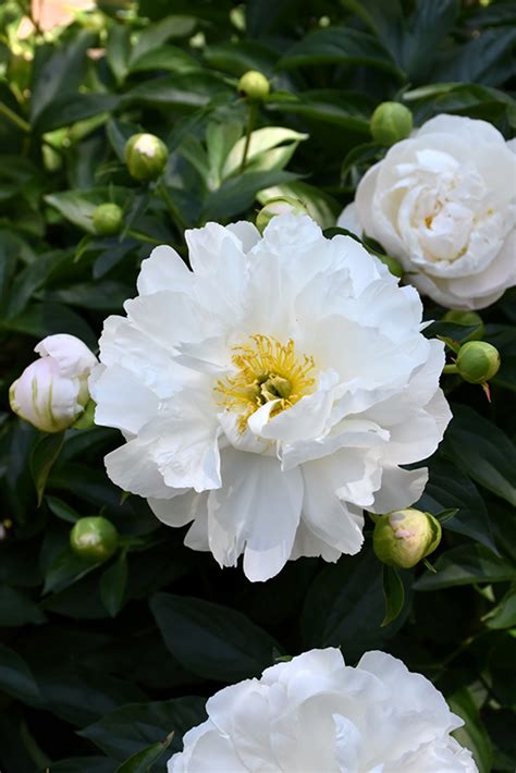 Miss America Peony Paeonia Miss America In Boston Hopkinton