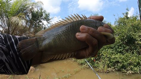 Mancing Ikan Betok Di Rawa Umpan Baru Jatuh Langsung Di Sabut Ikan