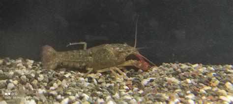 Could Anyone Help Identify The Species Of My Crayfish Crayfish