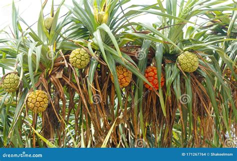 Non-edible Tropical Pandan Fruit or Pandanus Which Grows from Palm Trees in Sri Lanka. Pandan ...