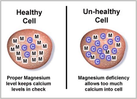 Biological Importance of Magnesium and Calcium - Study Material for IIT ...